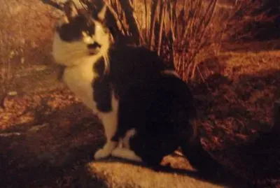 fifi mon amour de chat