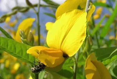 Clover flower jigsaw puzzle