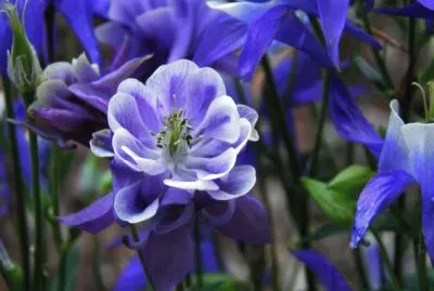 פאזל של Blue flower