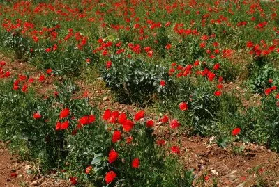mohn