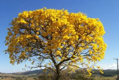 yellow tree