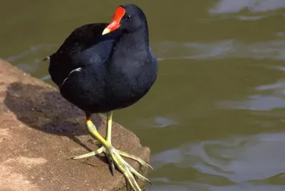 Gallinella americana