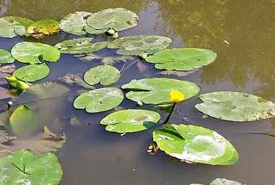 Lily Pads jigsaw puzzle