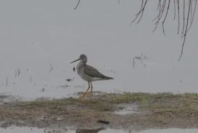 Sandpiper at edge of spring swamp