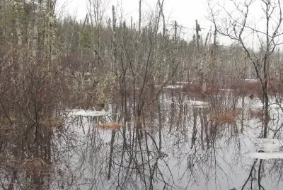 Spring swamp reflections