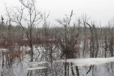 Spring swamp - lots of water