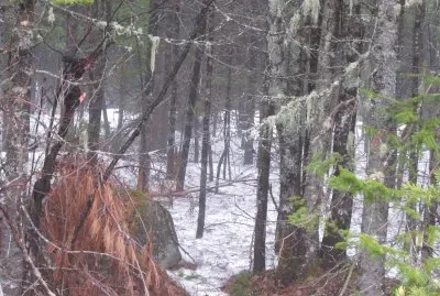 Springtime old makes way for new