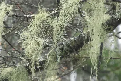 Green fuzzies hang from branches