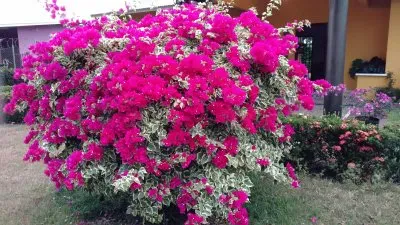 Flores del jardÃ­n jigsaw puzzle