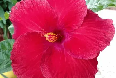 Hibiscus3 jigsaw puzzle