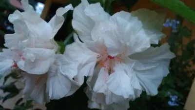 Hibiscus6 jigsaw puzzle