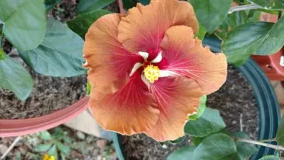 Hibiscus7 jigsaw puzzle