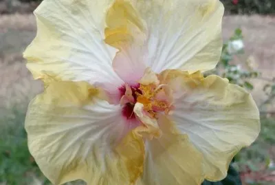 Hibiscus8 jigsaw puzzle