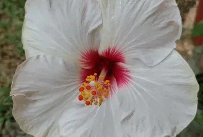 Hibiscus9 jigsaw puzzle