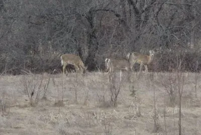 Yeah!  The deer are back again this year!