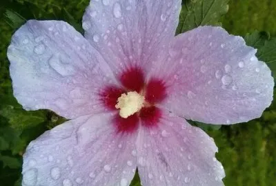 Hibiscus11 jigsaw puzzle