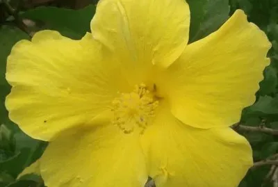 Hibiscus12 jigsaw puzzle