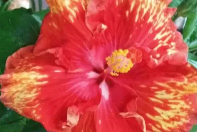 Hibiscus13 jigsaw puzzle