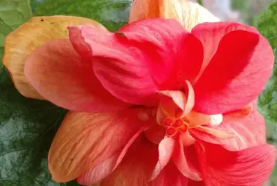 Hibiscus15 jigsaw puzzle