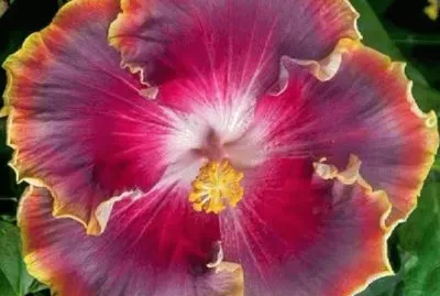Hibiscus16 jigsaw puzzle