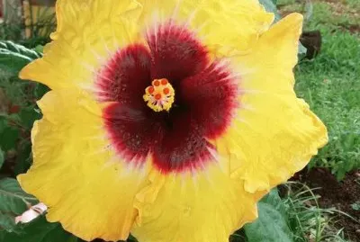 Hibiscus17 jigsaw puzzle