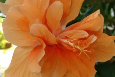 Hibiscus18 jigsaw puzzle