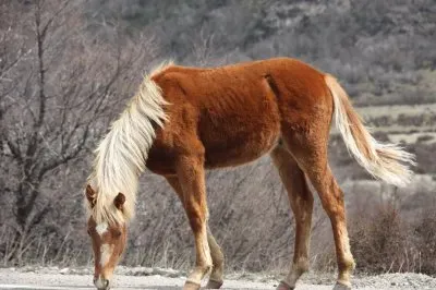 caballito