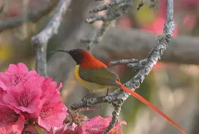 Nettarinia codaflammea