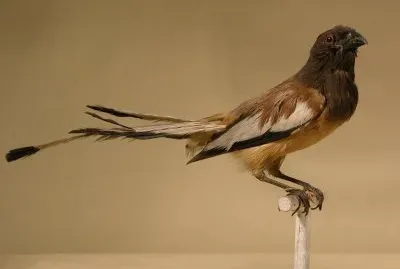 Dendrocitta vagabunda