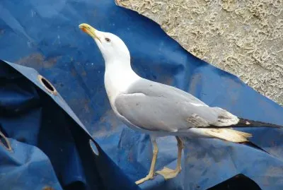 GoÃ©land jigsaw puzzle