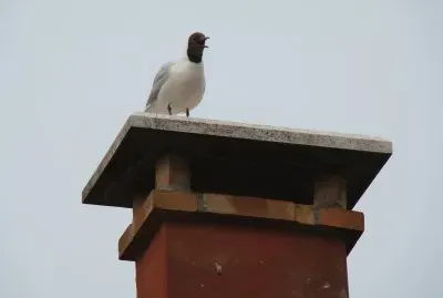Oiseau Ã  Venise jigsaw puzzle