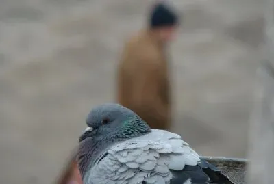 Pigeon Ã  Venise jigsaw puzzle