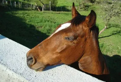 Cheval jigsaw puzzle