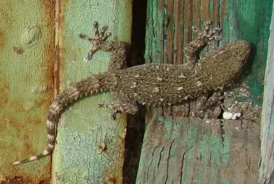 Gecko