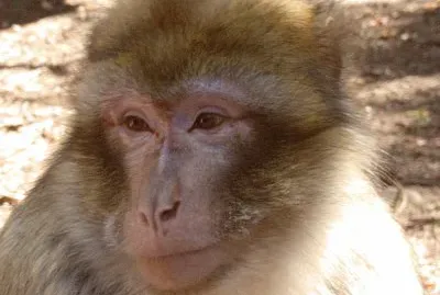 פאזל של affenberg kintzheim