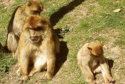 פאזל של affenberg kintzheim