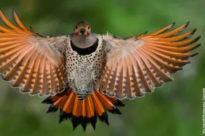 Northern Red Flicker