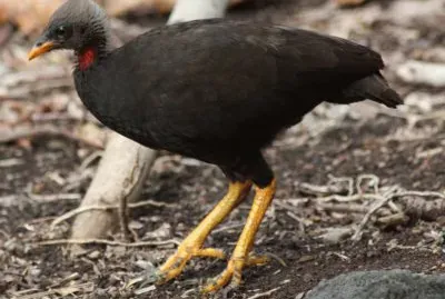 Micronesian megapode