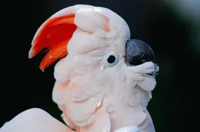 Cacatua delle molucche