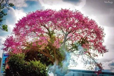 imagem jigsaw puzzle