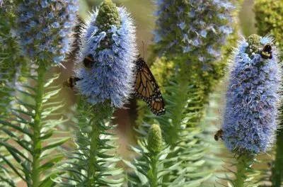flowers jigsaw puzzle