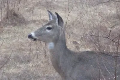 Good morning mother deer!