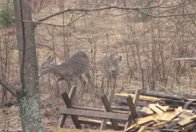 Good morning kids!  Nice to see you back!