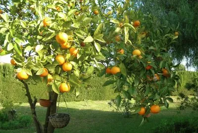 citronnier