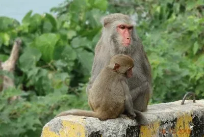 Macaco di taiwan