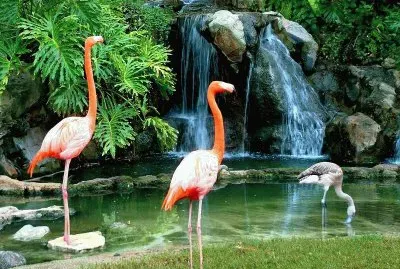 flamencos