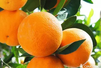 Ã¡rbol de naranja