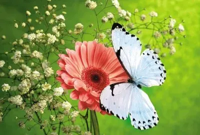 mariposa en una flor