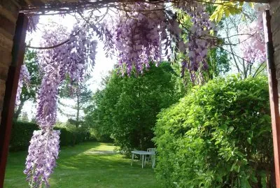 glycine en fleurs Rohaire France