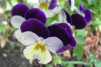 pensÃ©es jigsaw puzzle